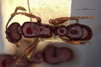 Media type: image;   Entomology 20420 Aspect: habitus dorsal view